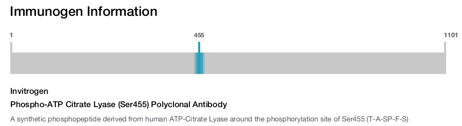 Phospho-ATP Citrate Lyase (Ser455) Polyclonal Antibody