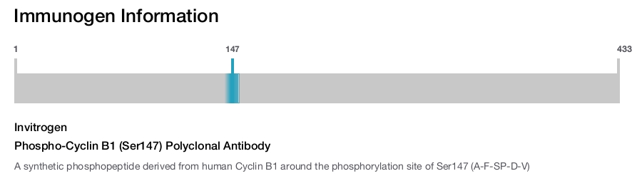 Phospho-Cyclin B1 (Ser147) Polyclonal Antibody