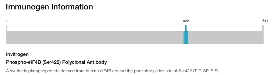 Phospho-eIF4B (Ser422) Polyclonal Antibody
