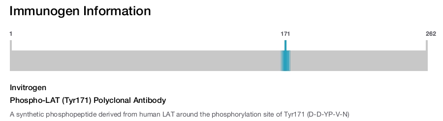 Phospho-LAT (Tyr171) Polyclonal Antibody