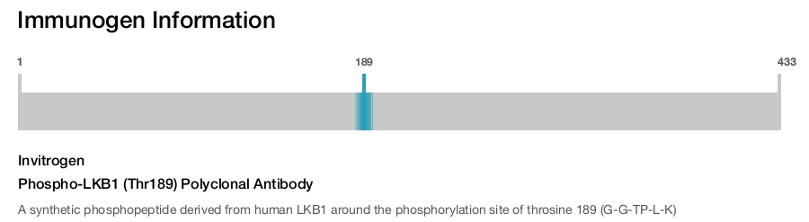 Phospho-LKB1 (Thr189) Polyclonal Antibody
