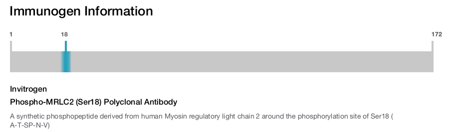 Phospho-MRLC2 (Ser18) Polyclonal Antibody