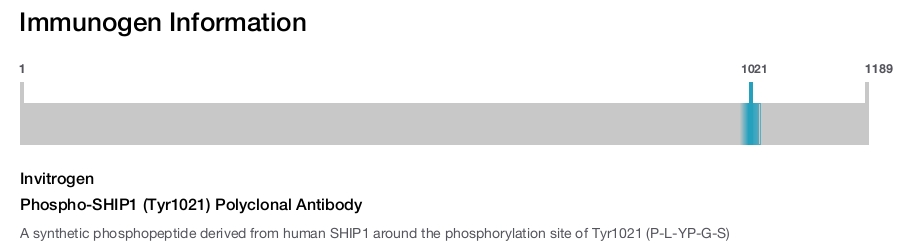 Phospho-SHIP1 (Tyr1021) Polyclonal Antibody
