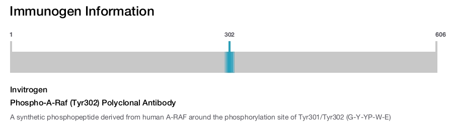 Phospho-A-Raf (Tyr302) Polyclonal Antibody
