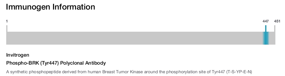 Phospho-BRK (Tyr447) Polyclonal Antibody