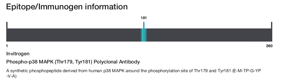Phospho-p38 MAPK (Thr179, Tyr181) Polyclonal Antibody