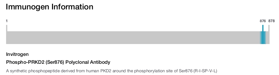 Phospho-PRKD2 (Ser876) Polyclonal Antibody
