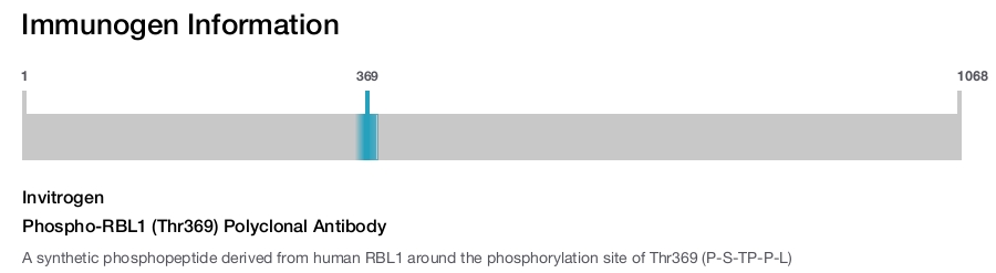 Phospho-RBL1 (Thr369) Polyclonal Antibody