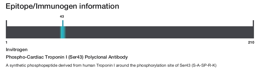 Phospho-Cardiac Troponin I (Ser43) Polyclonal Antibody