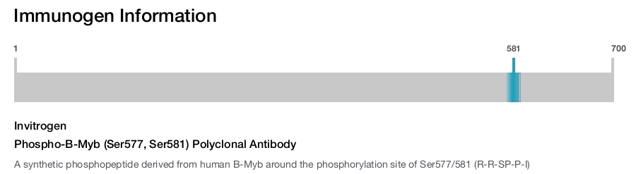 Phospho-B-Myb (Ser577, Ser581) Polyclonal Antibody