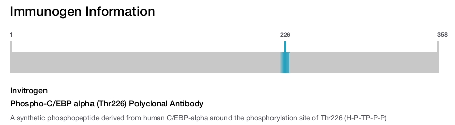 Phospho-C/EBP alpha (Thr226) Polyclonal Antibody