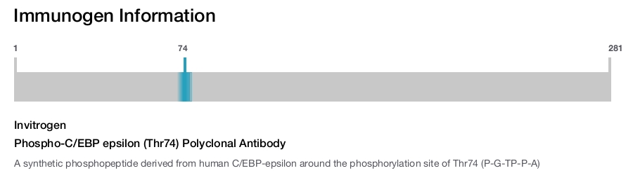 Phospho-C/EBP epsilon (Thr74) Polyclonal Antibody