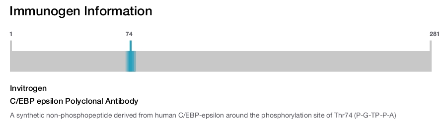 C/EBP epsilon Polyclonal Antibody