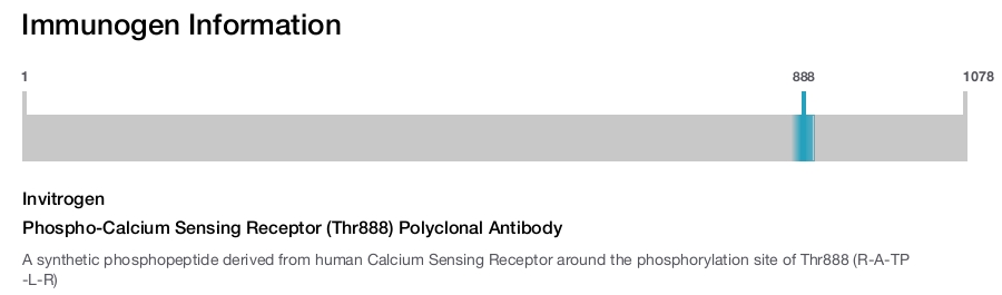 Phospho-Calcium Sensing Receptor (Thr888) Polyclonal Antibody