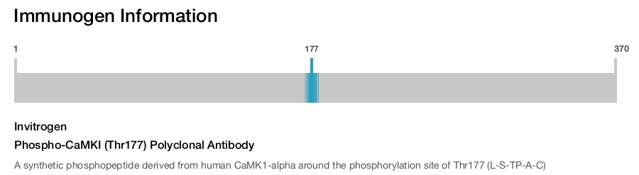 Phospho-CaMKI (Thr177) Polyclonal Antibody