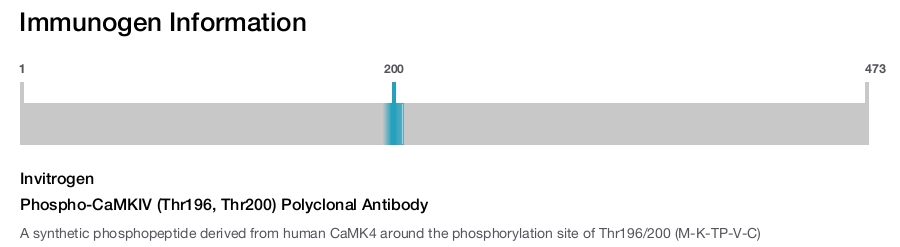 Phospho-CaMKIV (Thr196, Thr200) Polyclonal Antibody
