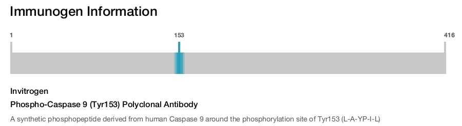 Phospho-Caspase 9 (Tyr153) Polyclonal Antibody