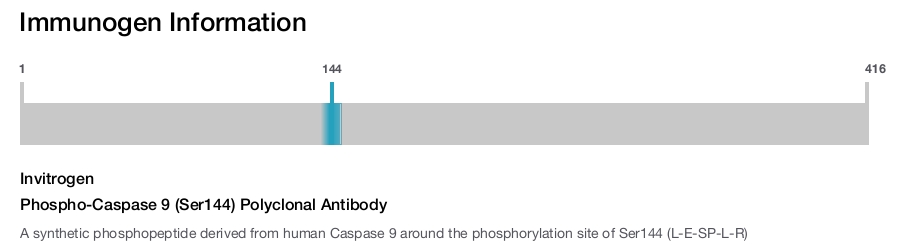 Phospho-Caspase 9 (Ser144) Polyclonal Antibody
