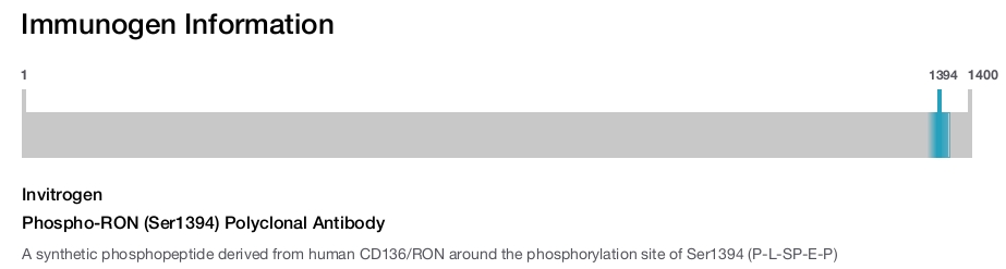Phospho-RON (Ser1394) Polyclonal Antibody
