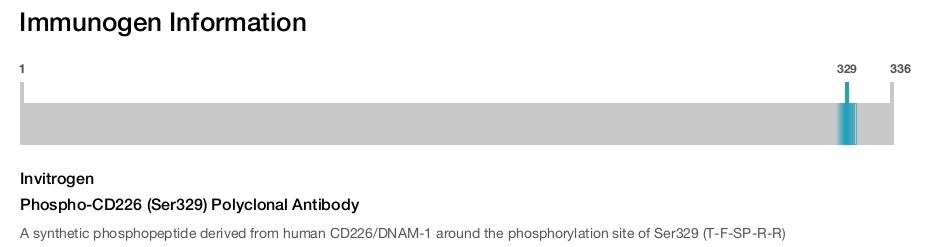 Phospho-CD226 (Ser329) Polyclonal Antibody