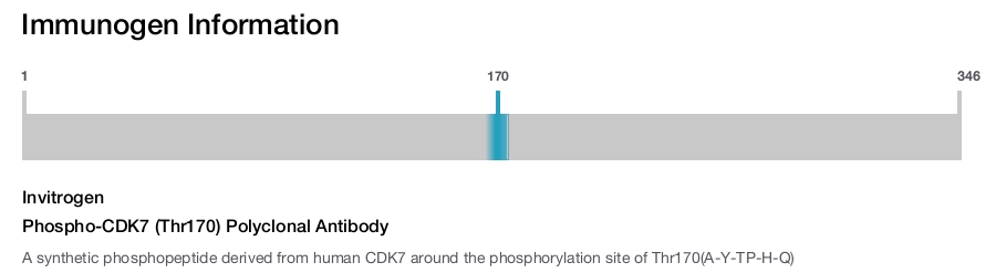 Phospho-CDK7 (Thr170) Polyclonal Antibody