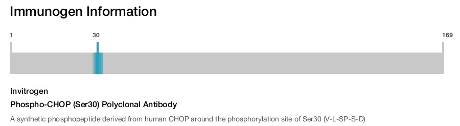 Phospho-CHOP (Ser30) Polyclonal Antibody
