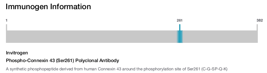 Phospho-Connexin 43 (Ser261) Polyclonal Antibody