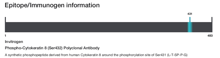 Phospho-Cytokeratin 8 (Ser432) Polyclonal Antibody
