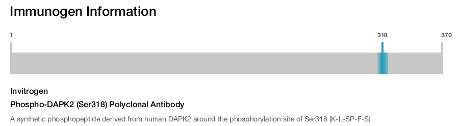 Phospho-DAPK2 (Ser318) Polyclonal Antibody