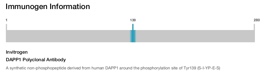 DAPP1 Polyclonal Antibody