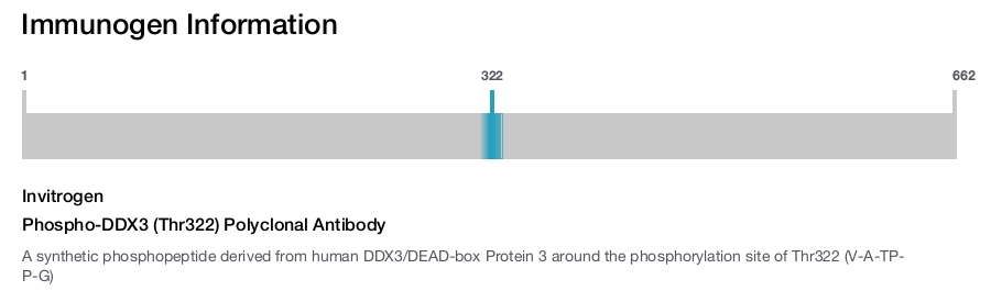 Phospho-DDX3 (Thr322) Polyclonal Antibody