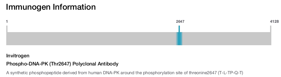 Phospho-DNA-PK (Thr2647) Polyclonal Antibody