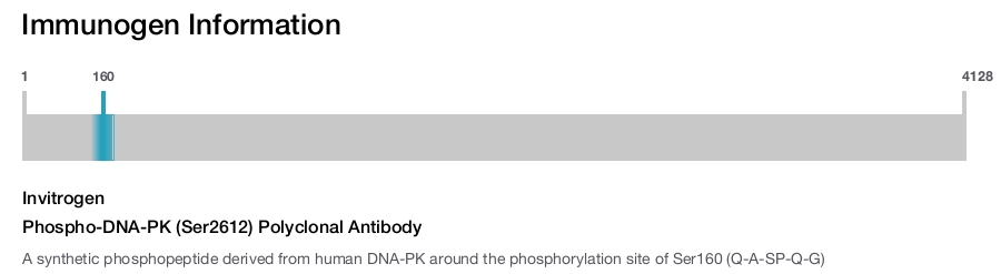 Phospho-DNA-PK (Ser2612) Polyclonal Antibody