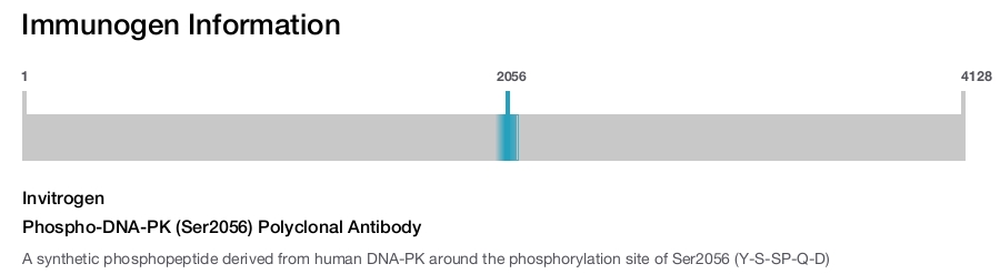 Phospho-DNA-PK (Ser2056) Polyclonal Antibody