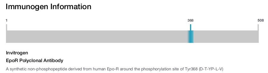 EpoR Polyclonal Antibody