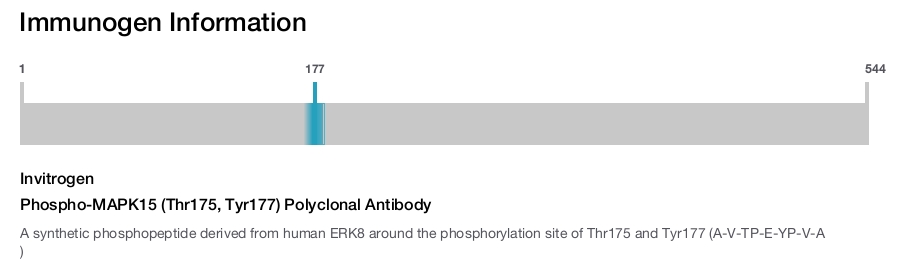 Phospho-MAPK15 (Thr175, Tyr177) Polyclonal Antibody