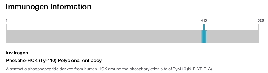 Phospho-HCK (Tyr410) Polyclonal Antibody
