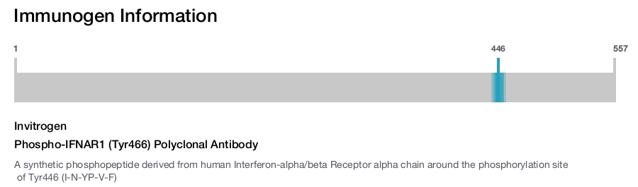 Phospho-IFNAR1 (Tyr466) Polyclonal Antibody