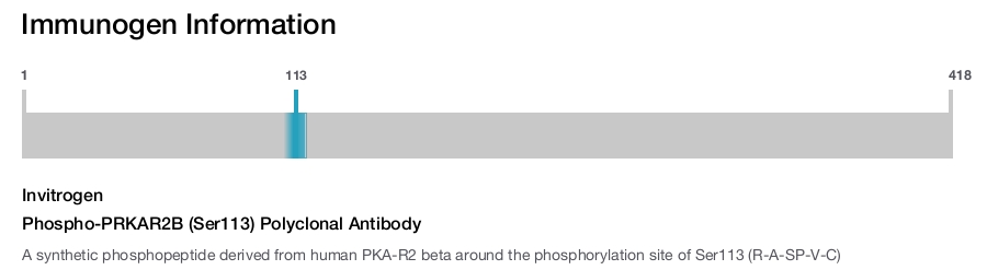 Phospho-PRKAR2B (Ser113) Polyclonal Antibody