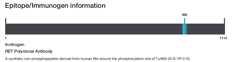RET Polyclonal Antibody