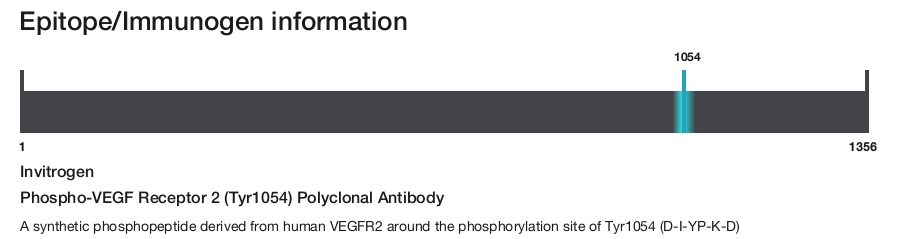 Phospho-VEGF Receptor 2 (Tyr1054) Polyclonal Antibody