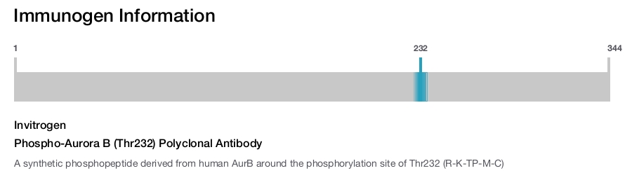 Phospho-Aurora B (Thr232) Polyclonal Antibody