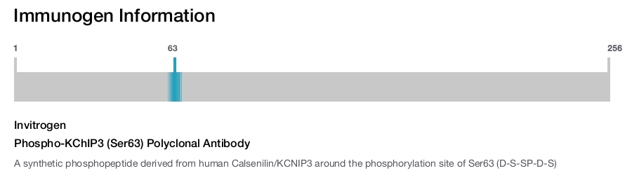 Phospho-KChIP3 (Ser63) Polyclonal Antibody