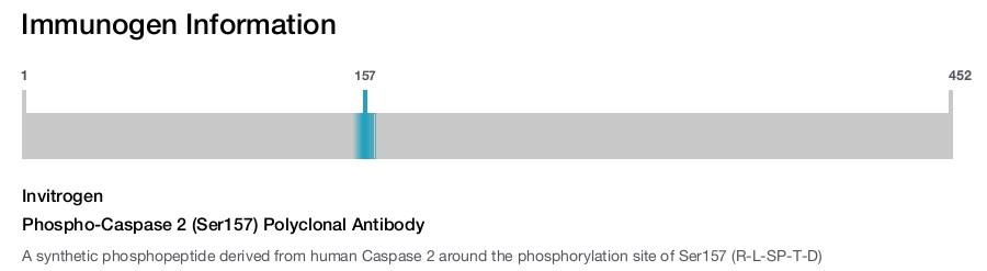 Phospho-Caspase 2 (Ser157) Polyclonal Antibody