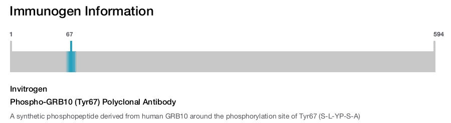 Phospho-GRB10 (Tyr67) Polyclonal Antibody