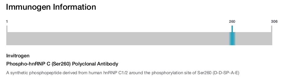 Phospho-hnRNP C (Ser260) Polyclonal Antibody