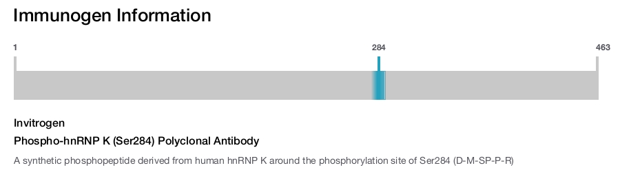 Phospho-hnRNP K (Ser284) Polyclonal Antibody