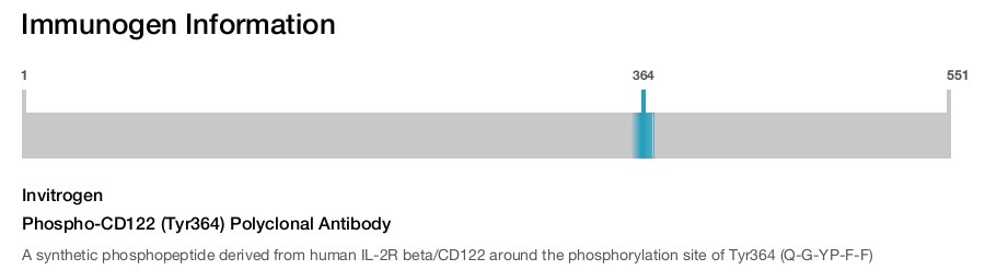 Phospho-CD122 (Tyr364) Polyclonal Antibody