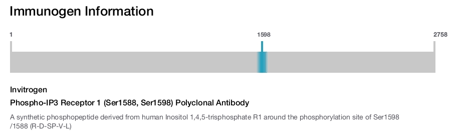 Phospho-IP3 Receptor 1 (Ser1588, Ser1598) Polyclonal Antibody