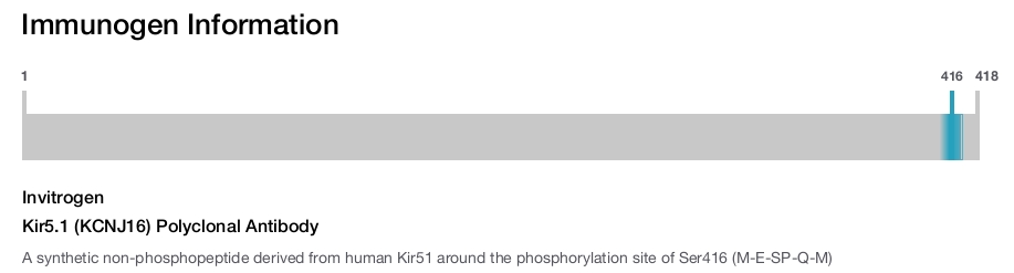 Kir5.1 (KCNJ16) Polyclonal Antibody